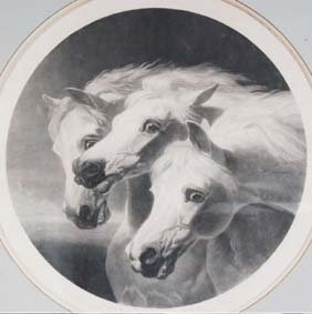 Image of Three Horses Copied from Mid 19th Century Print